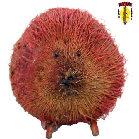 Red Coconut Porcupine